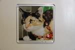     
: IMG_7611.jpg
: 158
:	64.8 
ID:	1856962