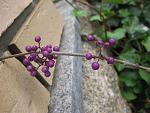     
: IMG_4964.jpg
: 27
:	109.5 
ID:	1857321