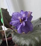     
: DSCF3287.jpg
: 21
:	51.3 
ID:	186836