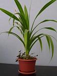     
: DSC07432.JPG
: 9
:	40.4 
ID:	1869502