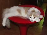     
: DSC01371.jpg
: 38
:	78.4 
ID:	1881861