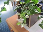     
: IMG_0164.jpg
: 31
:	97.0 
ID:	1883088