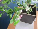     
: IMG_0166.jpg
: 28
:	94.6 
ID:	1883092
