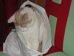     
: DSC01358.jpg
: 21
:	66.8 
ID:	1884021