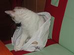     
: DSC01359.jpg
: 17
:	70.3 
ID:	1884025