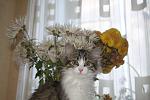     
: IMG_6112.jpg
: 14
:	85.3 
ID:	1885954