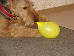     
: 1DSC00723 (2).jpg
: 28
:	179.2 
ID:	1886476