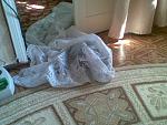     
: 12092008217.jpg
: 20
:	86.2 
ID:	1892634