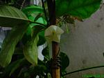     
: DSC00295.jpg
: 16
:	115.5 
ID:	1893325
