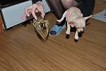     
: DSC_0671.jpg
: 70
:	100.9 
ID:	1894384