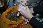     
: DSC_0681.jpg
: 82
:	97.1 
ID:	1894403