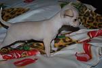     
: DSC_0214.jpg
: 60
:	91.0 
ID:	1894857