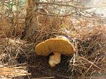     
: IMG_2101.jpg
: 52
:	77.3 
ID:	1895525