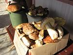     
: IMG_2137.jpg
: 57
:	201.9 
ID:	1895532