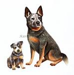     
: Cattle Dog3.jpg
: 20
:	50.8 
ID:	1904881
