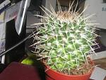     
: IMG_кактус 2.jpg
: 20
:	182.7 
ID:	1905082