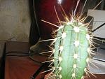     
: IMG_стетсония кори.jpg
: 22
:	171.4 
ID:	1905085