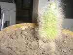     
: IMG_кактус 3.jpg
: 29
:	147.4 
ID:	1905089