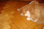     
: DSC02716.jpg
: 37
:	122.2 
ID:	1907218