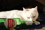     
: IMG_1838.jpg
: 6
:	86.1 
ID:	1912330