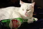     
: IMG_1841.jpg
: 3
:	81.3 
ID:	1912336