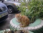     
: Фото0121.jpg
: 15
:	175.3 
ID:	1914286