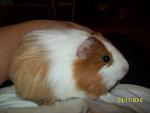     
: 100_2342.jpg
: 76
:	71.1 
ID:	1928199