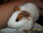     
: 100_2339.jpg
: 54
:	76.3 
ID:	1928229