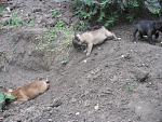     
: 05.06.2008. большие прик&#1083.jpg
: 72
:	172.4 
ID:	1935232