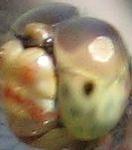     
: IMG_1535.jpg
: 7
:	10.3 
ID:	194799