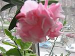     
: IMG_4769.jpg
: 11
:	110.2 
ID:	1959684