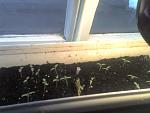     
: 03-12-10_1357.jpg
: 41
:	84.5 
ID:	1966521