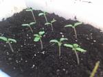     
: 03-12-10_1358.jpg
: 43
:	77.2 
ID:	1966522