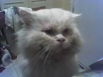     
: 15-12-05_2137.jpg
: 90
:	25.8 
ID:	1985280