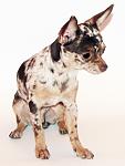     
: merle4.jpg
: 13
:	233.1 
ID:	1989557