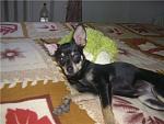     
: 6d689d7da2cf.jpg
: 65
:	48.3 
ID:	1995001