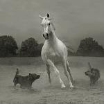     
: 69e190435bd4b7d44986e16540405f44_full.jpg
: 18
:	44.3 
ID:	1995643