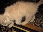     
: IMG_0858.jpg
: 74
:	93.3 
ID:	2031124
