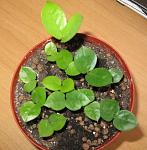     
: IMG_5236.JPG
: 56
:	175.5 
ID:	2033017