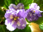     
: P1020665.JPG
: 17
:	72.4 
ID:	2033172