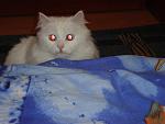     
: DSC01281.jpg
: 19
:	96.1 
ID:	2036706