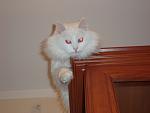     
: DSC01298.jpg
: 19
:	59.8 
ID:	2036725