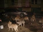     
: S8301279.jpg
: 51
:	122.1 
ID:	2038422