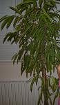     
: DSCN0341ficus.jpg
: 54
:	92.0 
ID:	2039149