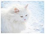     
: ph35-1.jpg
: 101
:	40.4 
ID:	2041158