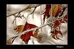    
: gc03-1.jpg
: 135
:	146.5 
ID:	2043523