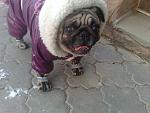     
: 29122010665.jpg
: 67
:	114.3 
ID:	2068989