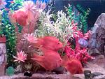     
: lichnoe 447.jpg
: 15
:	83.2 
ID:	207667