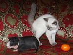     
: IMG_3124.jpg
: 27
:	81.6 
ID:	2081160