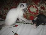     
: IMG_3043.jpg
: 23
:	67.9 
ID:	2081161